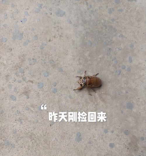 凸起手机壳脱下方法是什么？脱壳过程中可能遇到的问题有哪些？