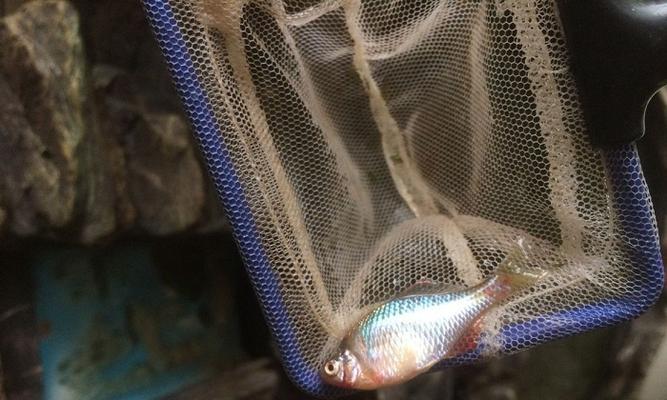 五彩鱼散热器的正确使用方法是什么？有哪些注意事项？