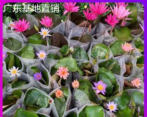 冰箱种荷花的方法（探索在家中冰箱中种植美丽的荷花）