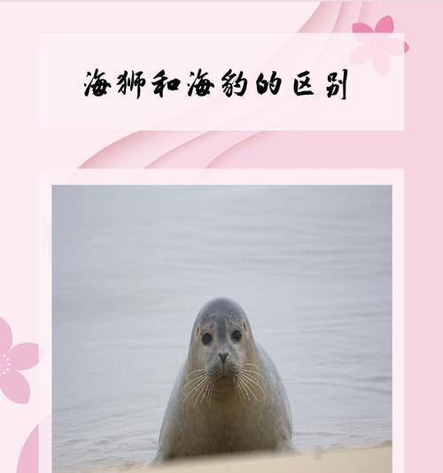 海狮观察摄像头的方法是什么？